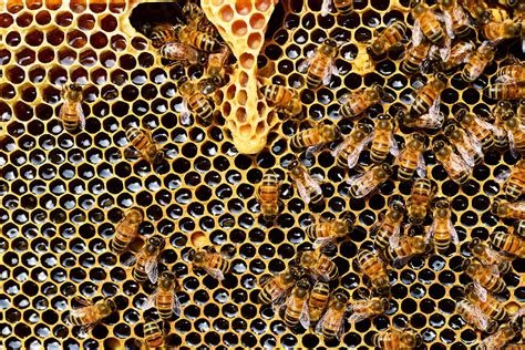 Bees and Pollination in the Philippines: Comprehensive Review.